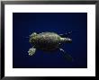 Loggerhead Turtle, Swimming, Canary Isles by Gerard Soury Limited Edition Pricing Art Print