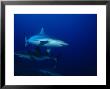 Dagsit Shark, Swimming, Indian Ocean by Gerard Soury Limited Edition Print