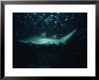 Sand Tiger Shark, Swimming, Australia by Gerard Soury Limited Edition Print