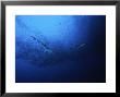 Scalloped Hammerhead Shark, Feeding, Costa Rica by Gerard Soury Limited Edition Print