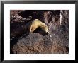 Californian Sea Lion, Resting, Baja California by Gerard Soury Limited Edition Print