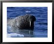Walrus, Near Ice Floe, Canada by Gerard Soury Limited Edition Pricing Art Print