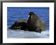 Walrus, Couple On Ice Floe, Canada by Gerard Soury Limited Edition Pricing Art Print