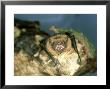 Noctule Bat, Uk by Les Stocker Limited Edition Print