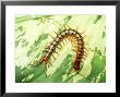 Tiger Centipede, Scolopendra Species, West Malaysia by Harold Taylor Limited Edition Print
