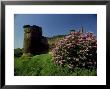 Pink Rhododendrons, Scotland by Harold Taylor Limited Edition Print