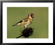 Goldfinch On Teasel, Uk by David Tipling Limited Edition Print