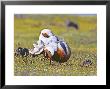 Great Bustard, Male, Extremadura, Spain by David Tipling Limited Edition Print