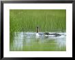 Red-Throated Diver, Adults, Finland by David Tipling Limited Edition Print