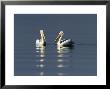 Dalmatian Pelicans, Adults, Greece by David Tipling Limited Edition Print