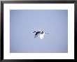 Black-Necked Stork, Bharatpur National Park, India by David Tipling Limited Edition Print