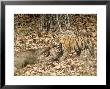 Tiger, With Prey Bandhavgarh National Park, India by Satyendra K. Tiwari Limited Edition Print