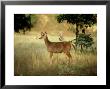 Sambar, India by Satyendra K. Tiwari Limited Edition Print