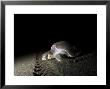 Olive Ridley Turtle On Beach, Costa Rica by Roy Toft Limited Edition Print