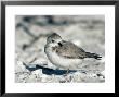 Piping Plover, Winter Plumage by Tom Ulrich Limited Edition Print