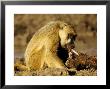 Yellow Baboon (Papio Cynocephalus) Eating A Baby Impala, Tanzania by Ariadne Van Zandbergen Limited Edition Print