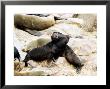 Cape Fur Seal, Pups Interacting, Skeleton Coast, Namibia by Ariadne Van Zandbergen Limited Edition Print