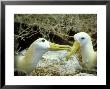 Waved Albatross, Pair, Galapagos Islands by Gustav Verderber Limited Edition Print