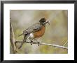 American Robin, With Worm, Canada by Robert Servranckx Limited Edition Print