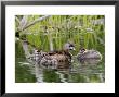 Pied-Billed Grebe, With Chicks, Quebec, Canada by Robert Servranckx Limited Edition Print