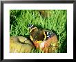 Red Admiral, Feeding On Fallen Apple, Uk by Ian West Limited Edition Print