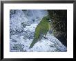 Antipodes Green Parrot, Antipodes Islands by Kim Westerskov Limited Edition Print