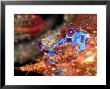 Squat Lobster, Portrait, Uk by Mark Webster Limited Edition Pricing Art Print