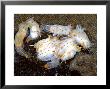 Nudibranch, Group, Uk by Mark Webster Limited Edition Print