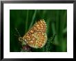 Marsh Fritillary, South Of France by John Woolmer Limited Edition Print