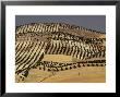 Landscape Near Jaen, Andalucia (Andalusia), Spain by Michael Busselle Limited Edition Print