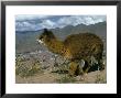 Alpaca, Cuzco, Peru, South America by Sybil Sassoon Limited Edition Pricing Art Print