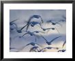 Snow Goose (Anser Caerulescens), Bosque Del Apache, Socorro, New Mexico, Usa by Thorsten Milse Limited Edition Print