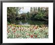 Tulips In The Butchart Gardens, Vancouver Island, Canada, British Columbia, North America by Alison Wright Limited Edition Print