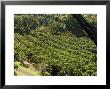 Coffee Plantations On The Slopes Of The Poas Volcano, Near San Jose, Costa Rica, Central America by R H Productions Limited Edition Print