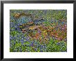 Bench In Field Of Wildflowers Near Yoakum, Texas, Usa by Darrell Gulin Limited Edition Print