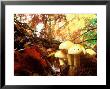 Mushrooms Growing Among Autumn Leaves, Jasmund National Park, Island Of Ruegen, Germany by Christian Ziegler Limited Edition Print