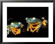 Leaf Frogs, Amazon, Ecuador by Pete Oxford Limited Edition Print