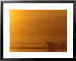 Brown Bear At Sunrise On Naknek Lake In Katmai National Park, Alaska, Usa by Hugh Rose Limited Edition Print