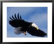 Bald Eagle Flying With A Fish, Kachemak Bay, Alaska, Usa by Steve Kazlowski Limited Edition Pricing Art Print