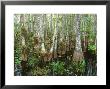Cypress Swamp, Corkscrew Audubon Sanctuary, Naples, Florida, Usa by Rob Tilley Limited Edition Print
