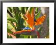 Bird-Of-Paradise Flower, Sunshine Coast, Queensland, Australia by David Wall Limited Edition Pricing Art Print