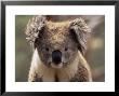 Koala Bear (Phascolarctos Cinereus), Phillip Island, Victoria, Australia, Pacific by James Hager Limited Edition Print