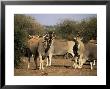 Eland (Taurotragus Oryx), Mashatu Game Reserve, Botswana, Africa by Sergio Pitamitz Limited Edition Print