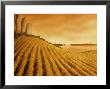 Landscape Of Bread, Grains And Vegetables by Hartmut Seehuber Limited Edition Print