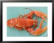 A Cooked Lobster by Alain Caste Limited Edition Pricing Art Print