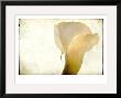 Detail Of Calla Lily by Mia Friedrich Limited Edition Pricing Art Print
