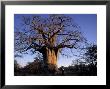Near Gweta Baobab Tree In Evening With Dried Pods Hanging From Branches, Botswana by Lin Alder Limited Edition Print