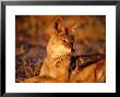 Black-Backed Jackal (Canis Mesomelas), Hwange National Park,Matabeleland North, Zimbabwe by Carol Polich Limited Edition Print