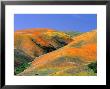 California Poppies On Tehachapi Mountains Near Gorman by Greg Gawlowski Limited Edition Print