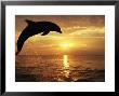 Bottlenose Dolphin Jumping Out Of Caribbean Sea At Sunset by Andy Rouse Limited Edition Print